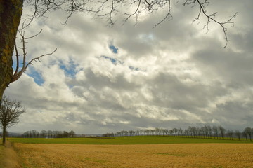 Fototapeta na wymiar Eine lange Reihe Bäume in Hintergrund auf einem frisch gemähten, gelben und grünem Feld. Viele weiße Wolken bedecken den Himmel, oben und links in Bild sieht man dünne Äste, wie eine Umrandung.