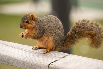 Naklejka na ściany i meble fox squirrel eats a snack in the park