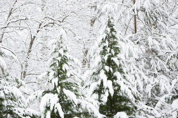 Winter Trees Heavy With Snow