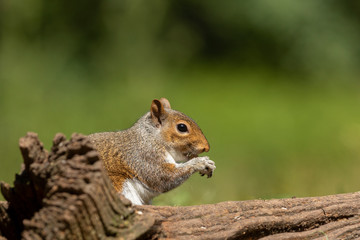 Naklejka na ściany i meble Esquilo-cinzento, Grey squirrel (Sciurus carolinensis) Royal Florest of Dean, UK - 2018.06.22