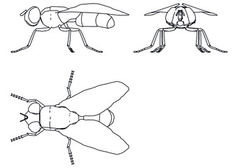 Vector illustration of a geometric polygonal housefly. Abstract linear insect.