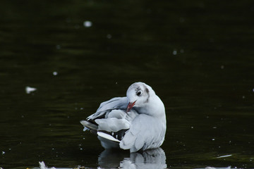 black headed gull