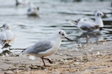 black headed gull