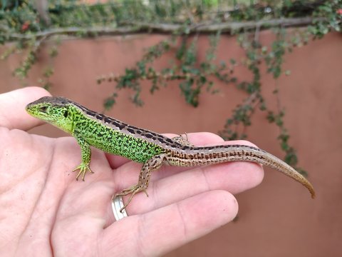 Zielona jaszczurka zwinka