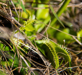 The venus flytrap