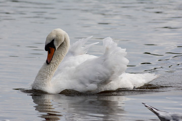 swan on the lake