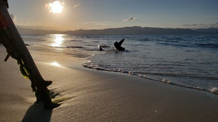 pôr do sol, praia, raízes, mar, férias, natureza, vida