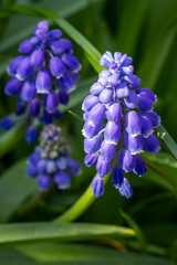 Grape Hyacinth caught in a shaft of light, portrait view