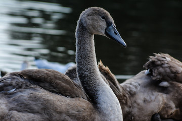 Fototapeta premium close up of a mute swan