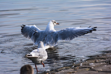 seagull in flight