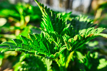 harvesting nettle leaves ,pruning the leaves with scissors
