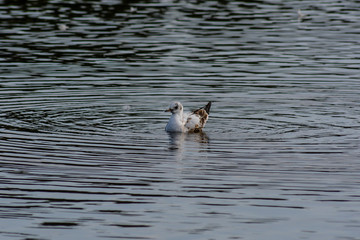 bird swimming in the lake