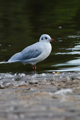 black headed gull