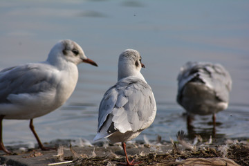 seagulls on the beach