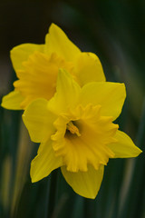 yellow daffodil flower