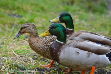 duck in the park