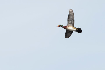 Male Wood Duck banking to the right in flight