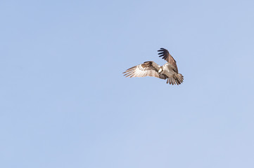 Osprey hovering in flight
