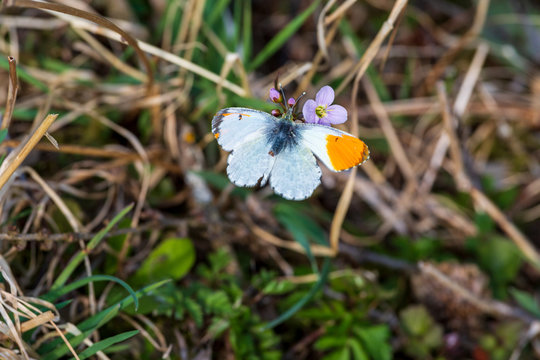 Aurorafalter - Schmetterling - Allg&auml;u - gynandromorph