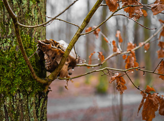 Tierschädel im Ast
