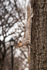 Squirrel going down a tree in park. The squirrel is stretched out and face down watching around it.