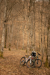 Fototapeta premium Two empty bicycles near the tree in an empty forest early in the spring