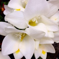 Fototapeta na wymiar Close-up Of White Flowers Blooming Outdoors