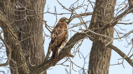 Juvenile Red-tailed Hawk perched in a tree. 