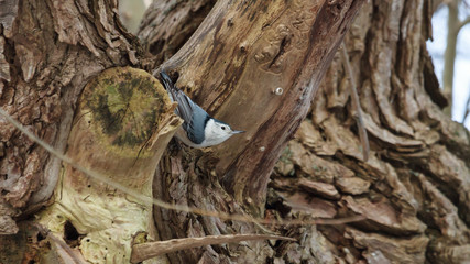 White-breasted Nuthatch clinging to the trunk of a tree. 