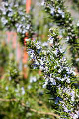 2 stems of rosemary Salvia rosmarinus with light blue or mauve flowers being visited by a honey bee apis mellifera