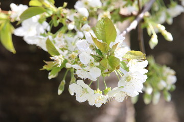 Die Kirschblüte