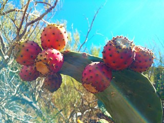 Teneryfa, kaktus opuncja, Hiszpania