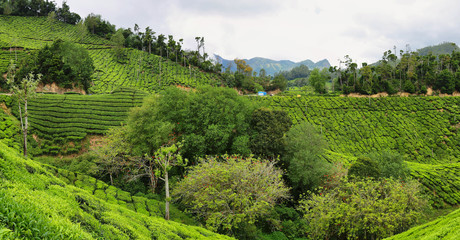 Fototapeta na wymiar Tea plantations between Yellapatty and Top station in Munnar, Kerala, India