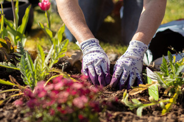 Fototapeta premium Gardener making a hole