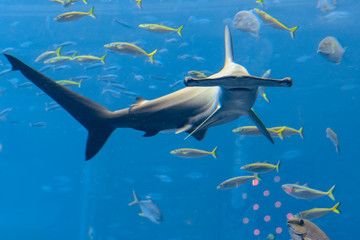 Hammerhead shark in the aquarium. The great hammerhead (Sphyrna mokarran) is the largest species of hammerhead shark, belonging to the family Sphyrnidae. Atlantis, Sanya, Hainan, China. - obrazy, fototapety, plakaty