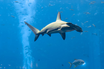 Hammerhead shark in the aquarium. The great hammerhead (Sphyrna mokarran) is the largest species of...