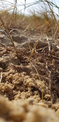 dry grass in the forest