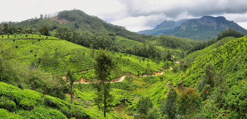 Fototapeta na wymiar Tea plantations between Yellapatty and Top station in Munnar, Kerala, India