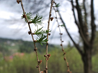 young larch needles on the background of the hills