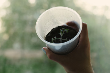 hand holding a fresh young seedlings of tomatoes in a glass on green natural background. closeup