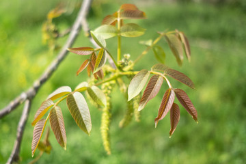 young leaves of a walnut
