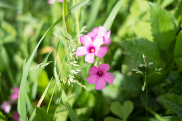 pinks flowers on a grass background