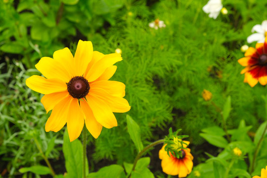 black-eyed susan wildflower, black-eyed susan flower, black eyed susan's