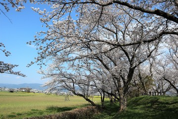 Obraz premium 藤原京 菜の花畑と桜並木