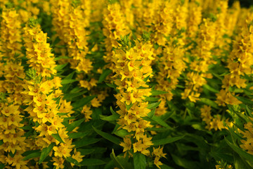 Yellow flowers of  Whorled Loosestrife in the summer garden, yellow flowers nature, blooming yellow flowers, closeup yellow flowers, bright yellow flowers, bright field flowers