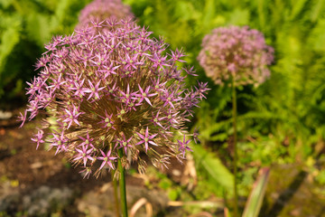 purple allium, allium flower purple, alliums, onion flowers, purple allium flower closeup