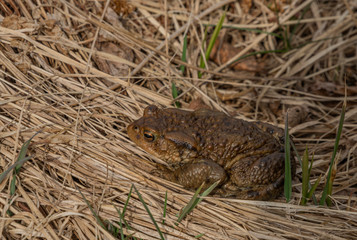 Toad frog in very dry grass in spring sunny day