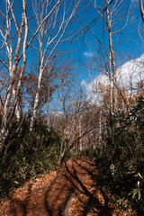 Forest Trail At Hell Valley In Noboribetsu, Japan