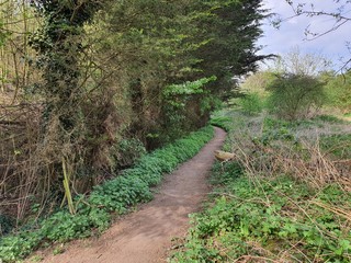 Fototapeta premium path in the woods