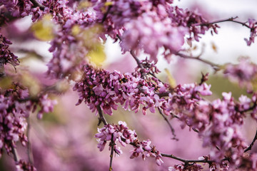 Fleures de printemps